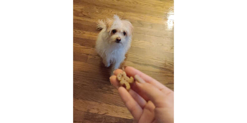 are buddy biscuits safe for dogs