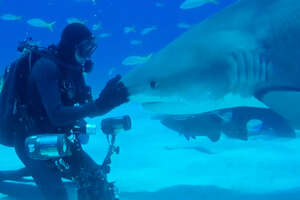Wild Shark Recognizes Her Human Best Friend After They Were Separated For A Year