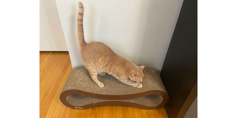 Petfusion cat scratcher best sale