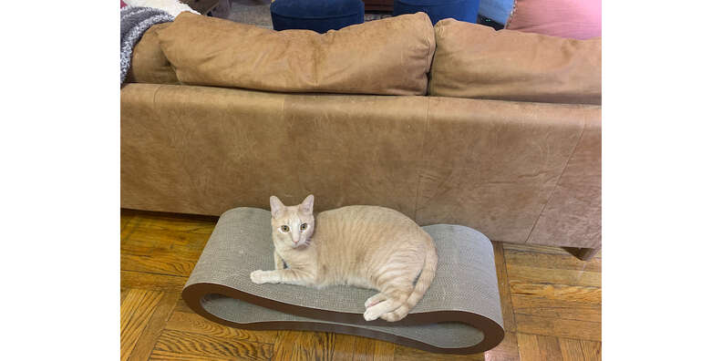 Petfusion ultimate cat clearance scratcher
