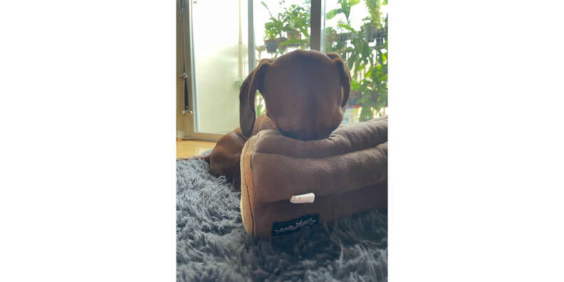 zippy paws burrow toy