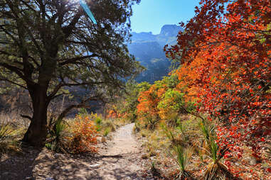 path through fall foliage to mountains