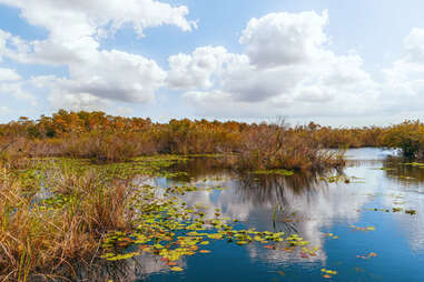 View of freshwater marsh from Anhinga Trail boardwalk in Everglades National Park