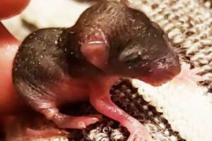 Newborn Mouse Found on The Floor Becomes a Wild Child