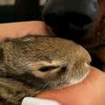 Dachshund Loves To Snuggle With Wild Bunny His Mom Saved