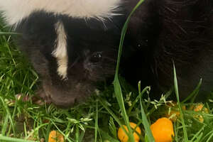 Orphaned Skunk Follows Woman Home