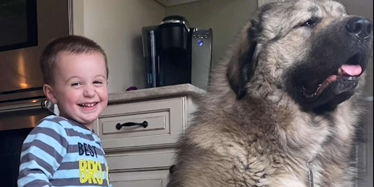 Watch This 170 Puppy Grow Up With A Little Boy - Videos - The Dodo