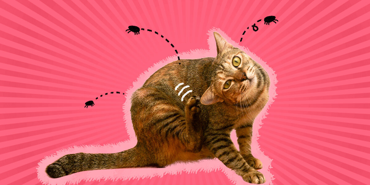 If cat licks outlet flea treatment