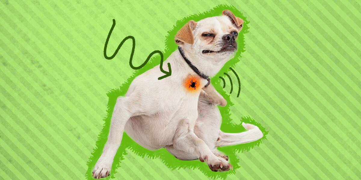 Dog allergic top to flea medicine