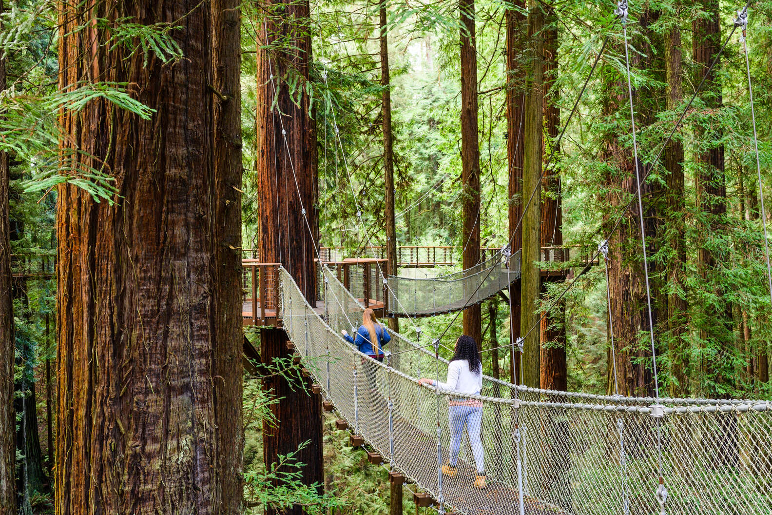 Photo courtesy of Redwood Sky Walk at Sequoia Park Zoo