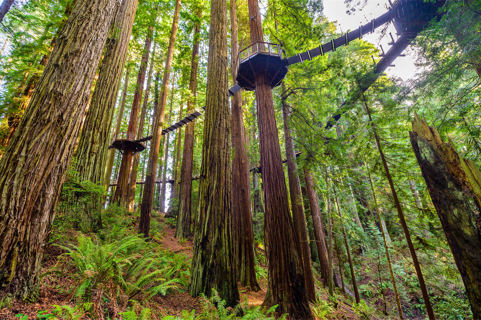 Photo courtesy of Redwood Sky Walk at Sequoia Park Zoo