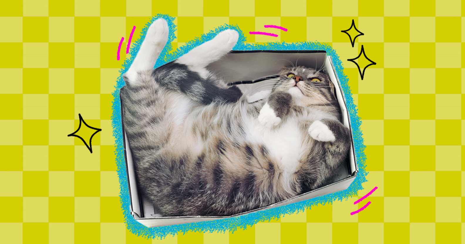 Why Do Cats Like Small Spaces? DodoWell The Dodo