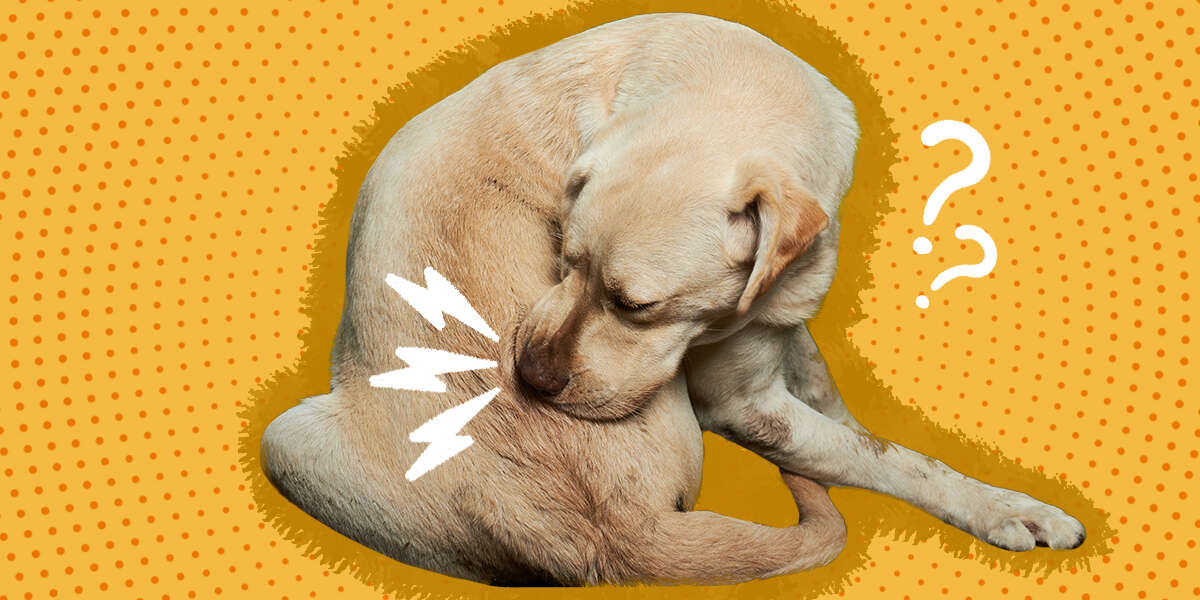 Why Is Your Dog Biting His Tail And Chewing His Butt A Vet Explains 