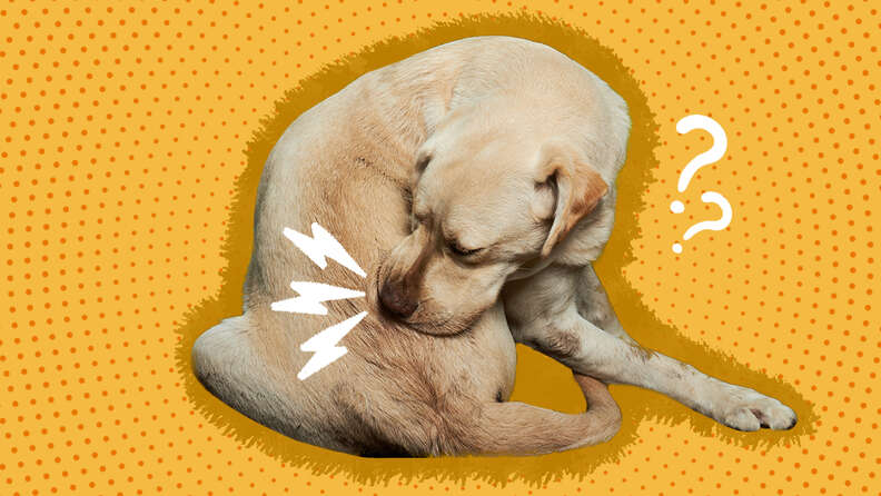 Home remedies for dog biting tail best sale