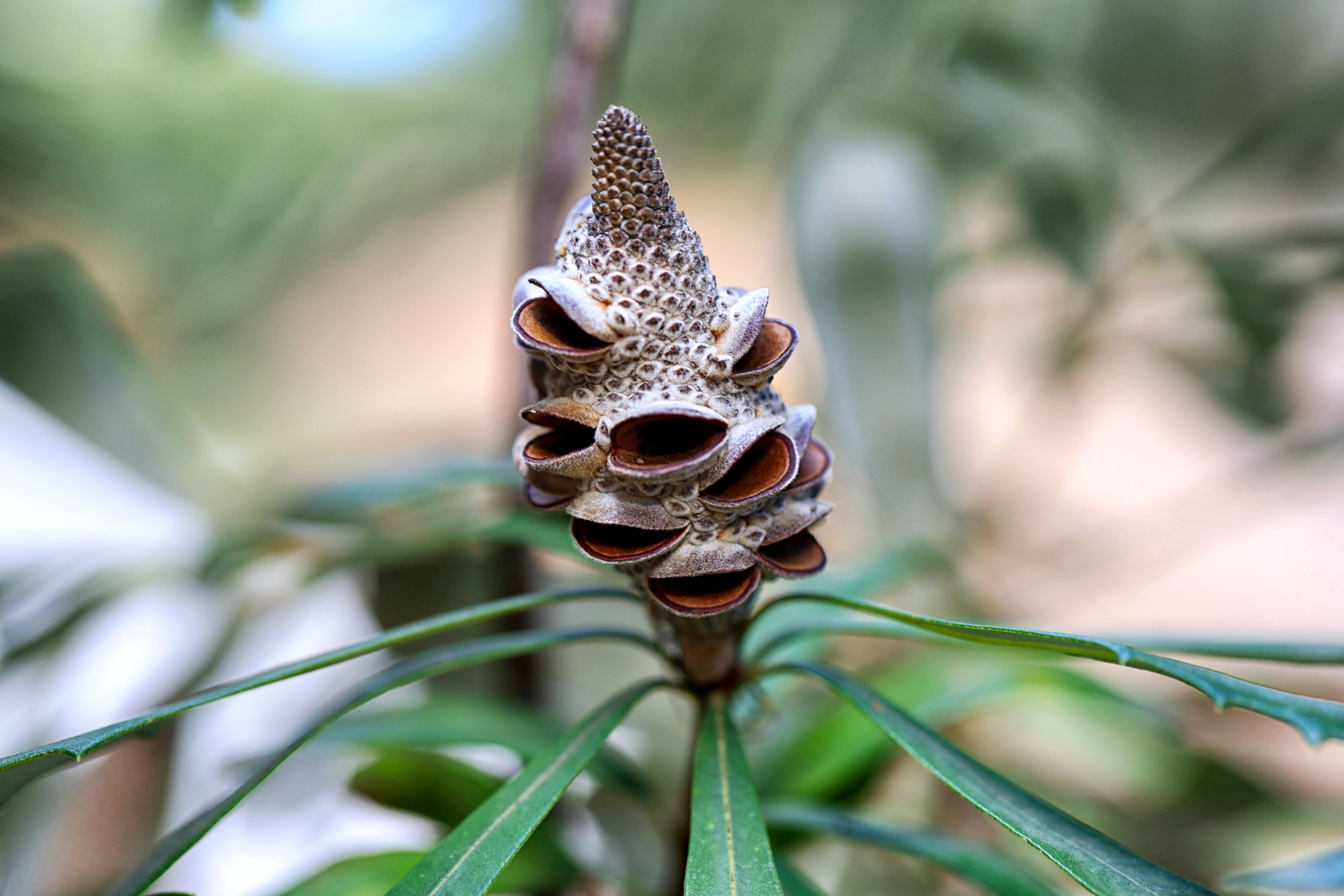 banksia pod