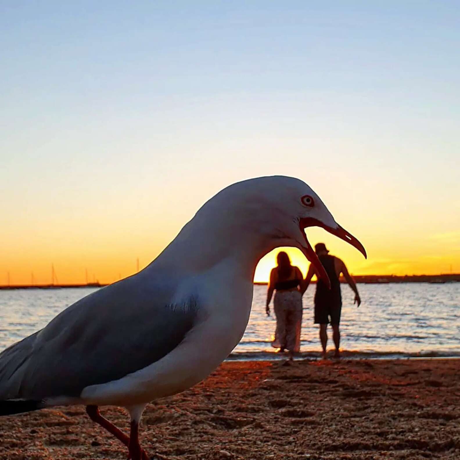 Seagulls Ruin Couple's Plan to Record Cute Beach Moment