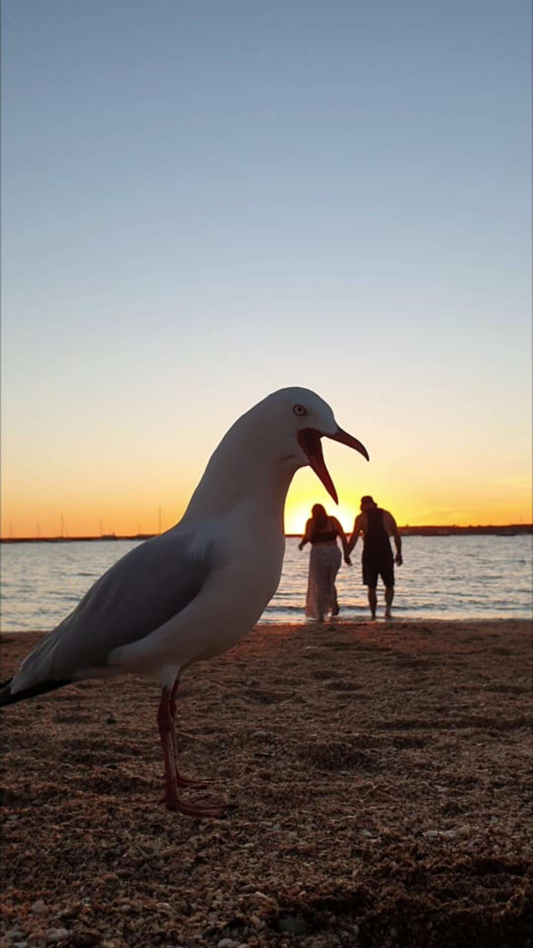 Seagulls Ruin Couple's Plan to Record Cute Beach Moment