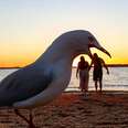seagull photobomb