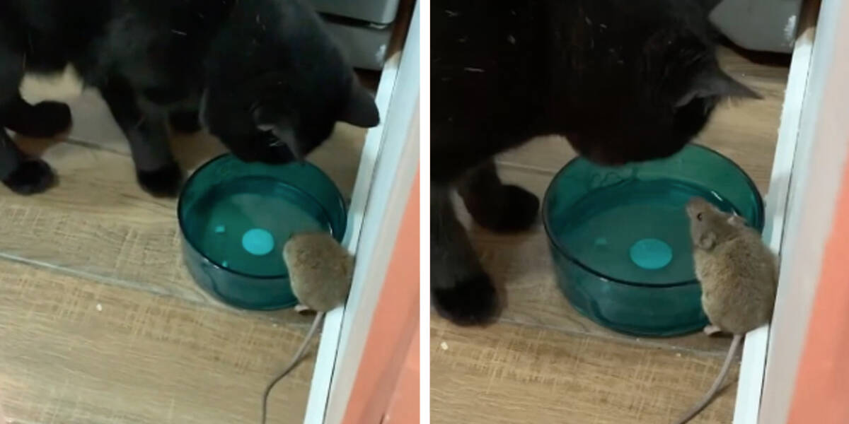 Guy Finds His Cat Making Friends With Mouse He Was Supposed To Catch The Dodo