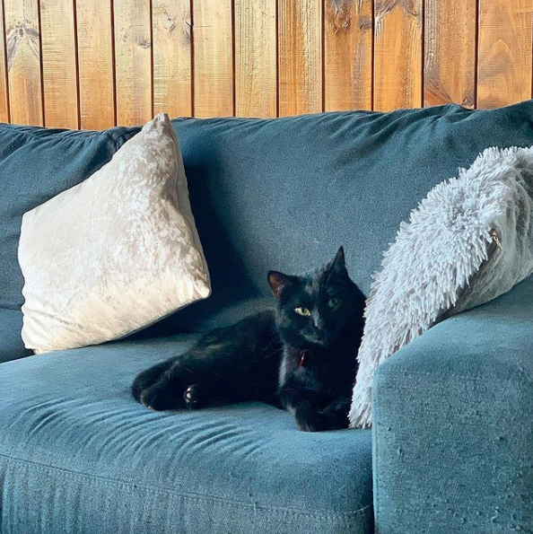 Guy Finds His Cat Making Friends With Mouse He Was Supposed To Catch The Dodo