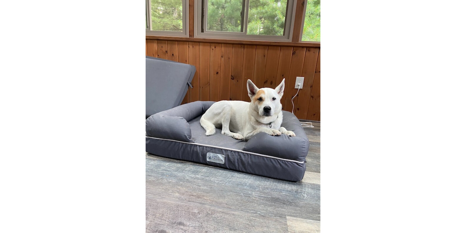 PetFusion Ultimate Dog Bed Reviews Paw of Approval The Dodo