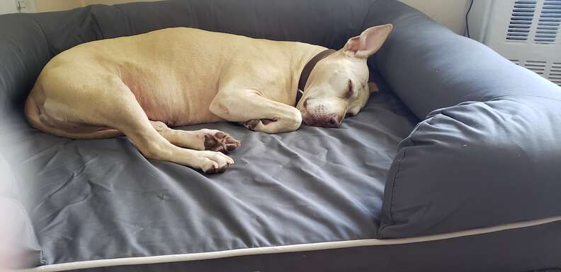 Petfusion ultimate dog bed deals