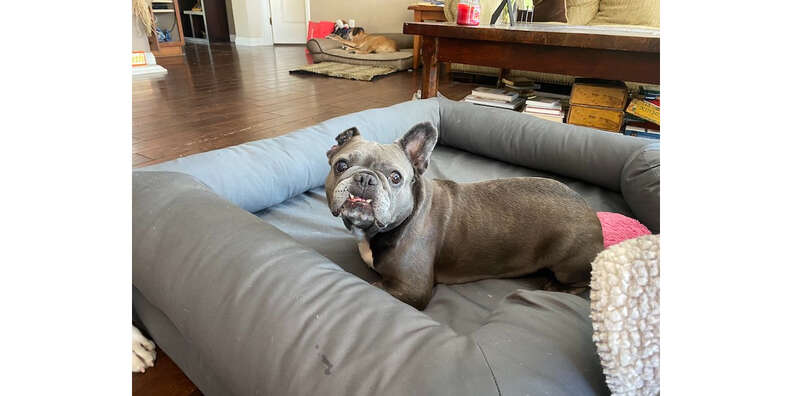 PetFusion Ultimate Dog Bed Reviews Paw of Approval The Dodo