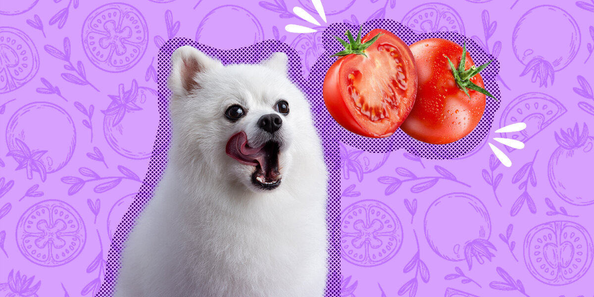 Is tomato outlet safe for dogs