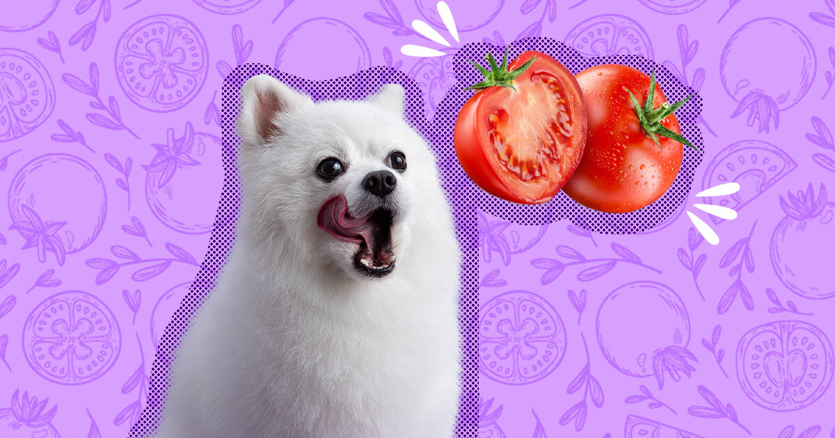 can dogs eat tomato worms