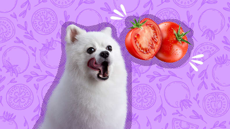 can dogs eat tomatoes
