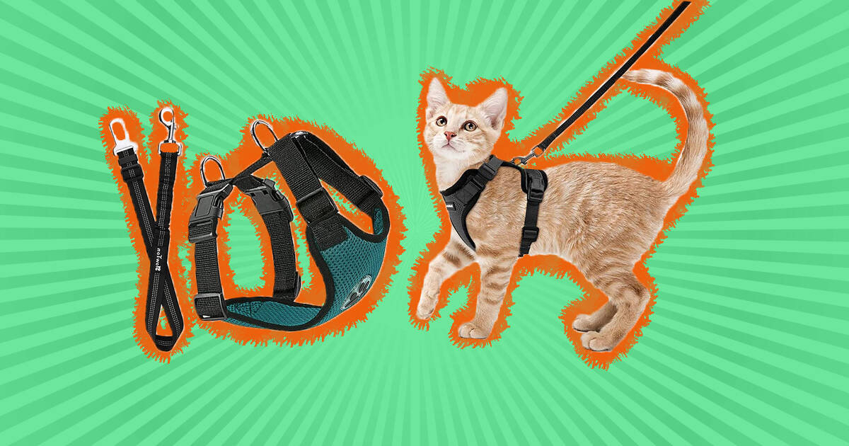 Cat car seat clearance belt