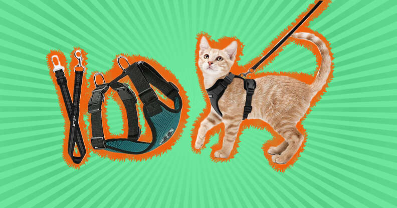 Seat belt hotsell for cats