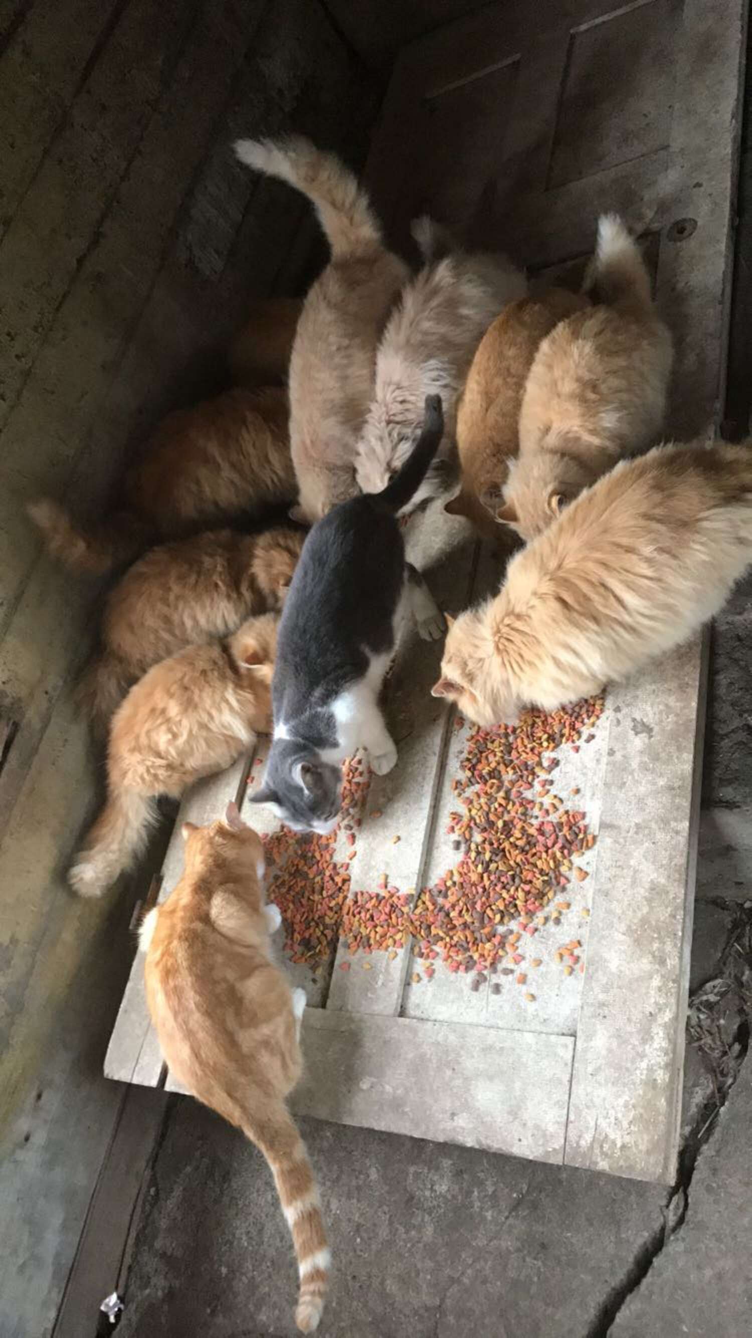 Couple Decides to Keep All 15 Cats that Came with their Farmhouse