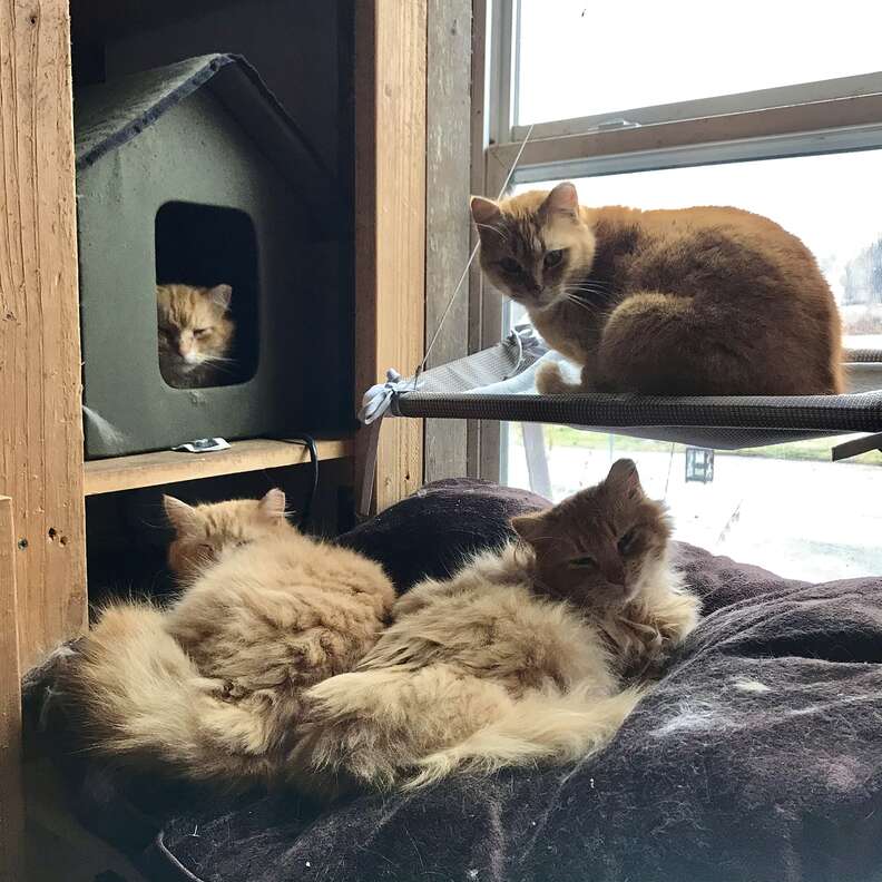 barn cats