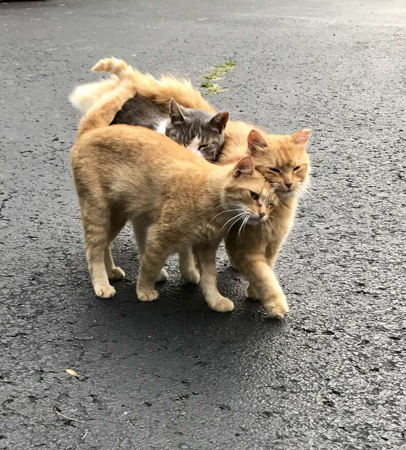 barn cats