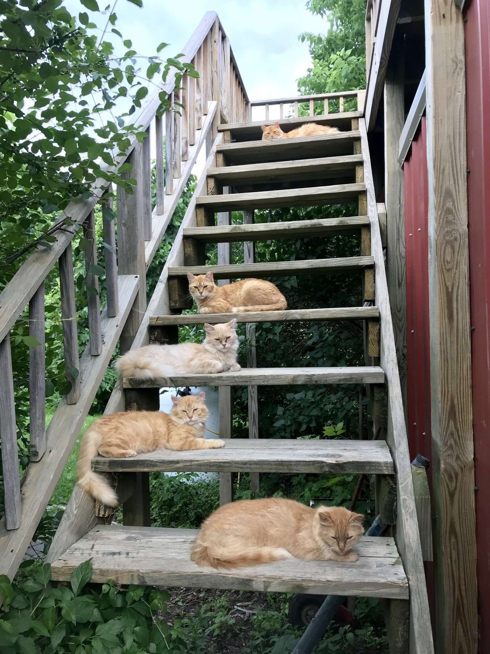 Couple Decides to Keep All 15 Cats that Came with their Farmhouse