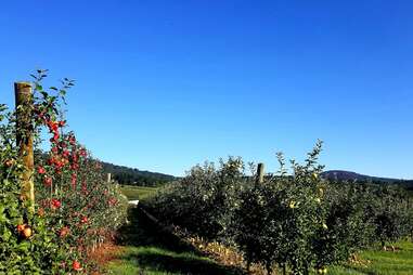 Catoctin Mountain Orchard