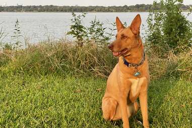 White Rock Lake