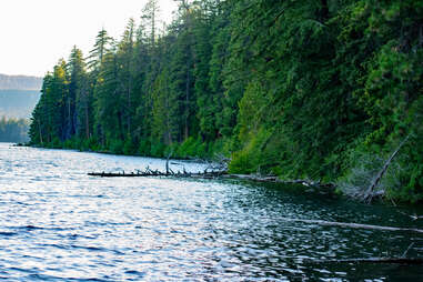 Shoreline of Suttle Lake