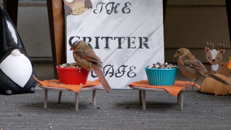 critter cafe