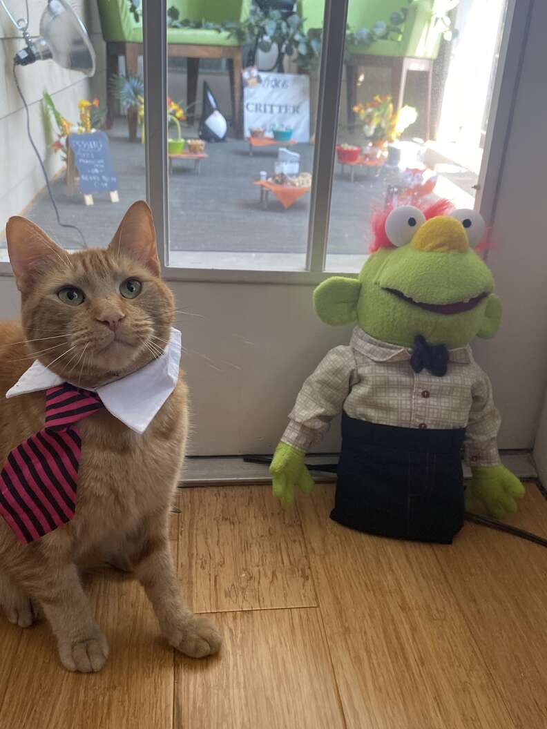 critter cafe