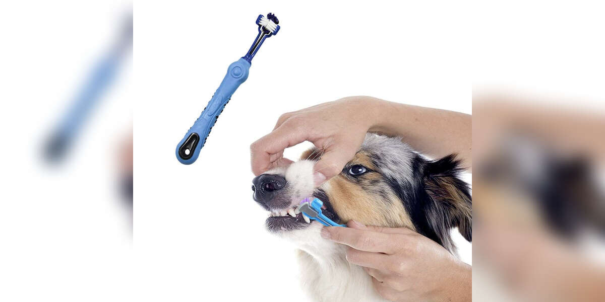 11 Best Dog Toothbrushes On Amazon DodoWell The Dodo