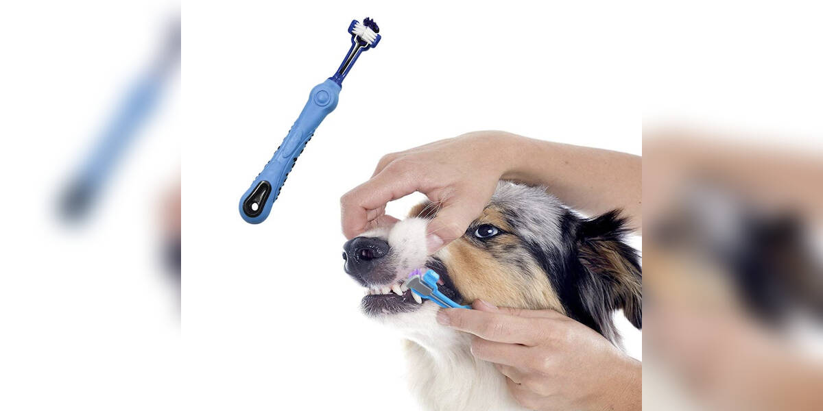 Stand up dog sales toothbrush