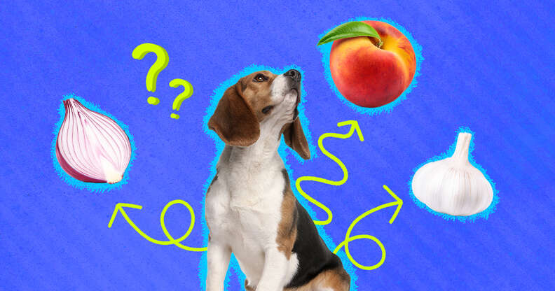 dog with onion, garlic, peach
