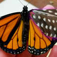Woman Repairs Butterfly's Broken Wing With A Feather