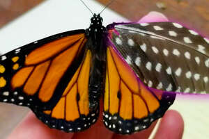 Woman Repairs Butterfly's Broken Wing With A Feather