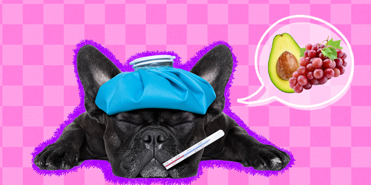 Can Dogs Get Food Poisoning? DodoWell The Dodo