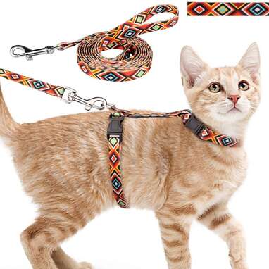 7 Best Cat Harnesses On Amazon - DodoWell - The Dodo