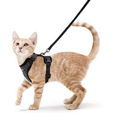 Green Extensible Stroll Harness for Kitten Rabbit Lead and Leash for Cats Ducomi Silvestro Adjustable Nylon Cat Harness 105 cm Safe Walking Harnesses Rabbits and Puppies