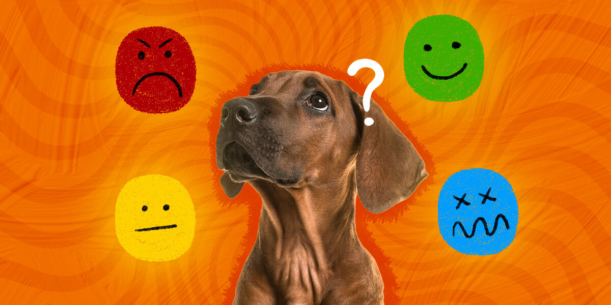 Emotion Check In Scale Social Emotional Learning: Dog Themed